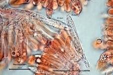 Hainbuchentäubling, Foto 44