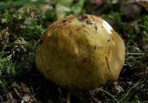 Hainbuchentäubling, Foto 7