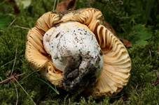 Hainbuchentäubling, Foto 9