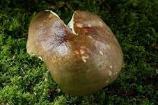 Hainbuchentäubling, Foto 10