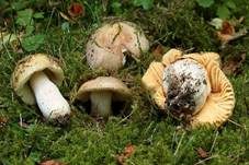 Hainbuchentäubling, Foto 11