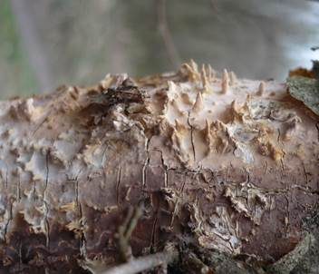 Hainbuchen-Zystidenrindenpilz, Foto 2