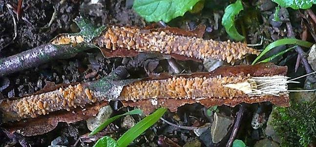 Hainbuchen-Zystidenrindenpilz, Foto 3