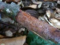 Hainbuchen-Zystidenrindenpilz, Foto 14