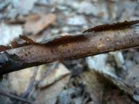 Hainbuchen-Zystidenrindenpilz, Foto 15
