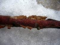 Hainbuchen-Zystidenrindenpilz, Foto 5
