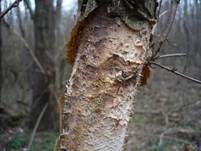 Hainbuchen-Zystidenrindenpilz, Foto 6