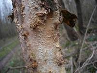 Hainbuchen-Zystidenrindenpilz, Foto 7