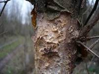 Hainbuchen-Zystidenrindenpilz, Foto 9