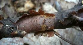 Hainbuchen-Zystidenrindenpilz, Foto 10
