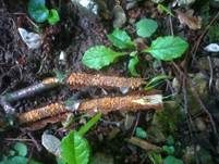 Hainbuchen-Zystidenrindenpilz, Foto 11