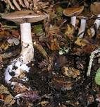Hain-Gürtelfuß, Foto 5