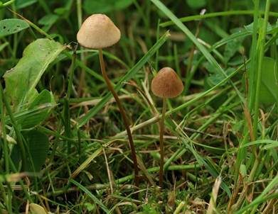 Halbkugeliges Samthäubchen, Foto 2