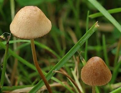 Halbkugeliges Samthäubchen, Foto 3