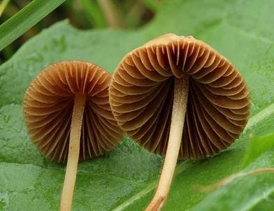 Halbkugeliges Samthäubchen, Foto 4