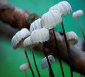 Halsbandschwindling, Foto 19