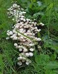 Halsbandschwindling, Foto 24