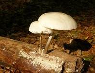 Beringter Schleimrübling, Foto 15