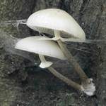Beringter Schleimrübling, Foto 48