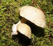 Harziger Sägeblättling, Foto 26