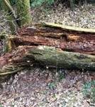 Harziger Sägeblättling, Foto 29