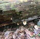 Harziger Sägeblättling, Foto 30
