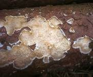 Harzzahn, Foto 14