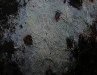 Harzzahn, Foto 17