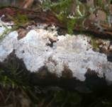 Harzzahn, Foto 23