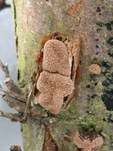 Haselbecherling, Foto 18