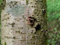 Haselbecherling, Foto 6
