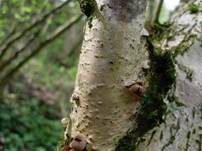 Haselbecherling, Foto 7
