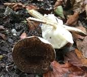 Haselbrauner Schirmling, Foto 12
