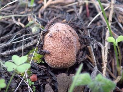 Haselbrauner Schirmling, Foto 4