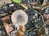 Haselbrauner Schirmling, Foto 7