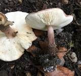 Haselbrauner Schirmling, Foto 9