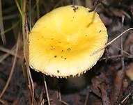 Haseldottertäubling, Foto 9