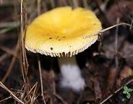 Haseldottertäubling, Foto 10
