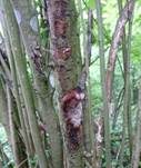 Haselporling, Foto 7
