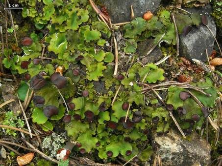 Aderigblättrige Schildflechte, Foto 2
