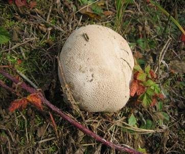 Hasenstäubling, Foto 3