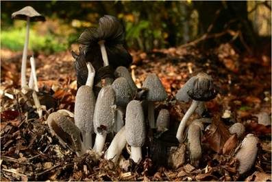 Hasentintling, Foto 2