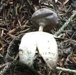 Heideerdstern, Foto 8