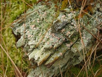Heideflechte, Foto 3