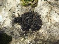 Heide-Leimflechte, Foto 5