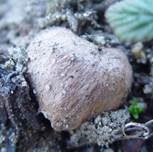Heidetrüffel, Foto 8