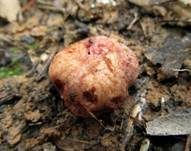 Heidetrüffel, Foto 10