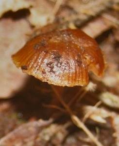 Heimans Häubling, Foto 4