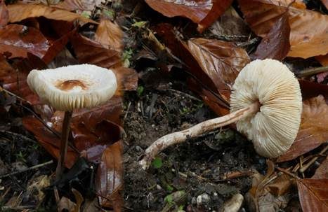 Hellbrauner Wiesenschirmling, Foto 5