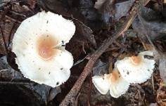 Hellbrauner Wiesenschirmling, Foto 8